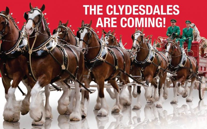 Clydesdales take the field on Opening Day 2023 