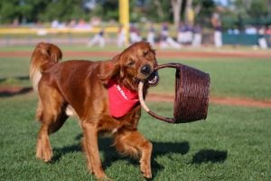 Meet the Baseball Dogs: The Team Bat Dogs and Entertainers of Baseball